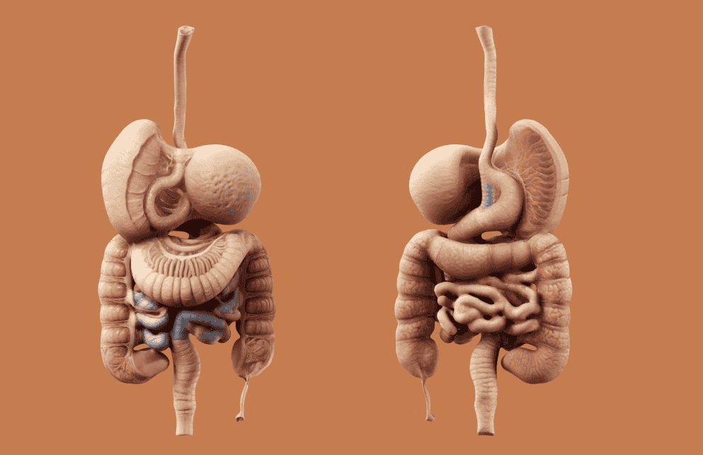 gastroshiza