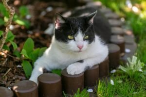 Effective Home Remedies to Stop Cats Pooping in Garden Without Harming Them