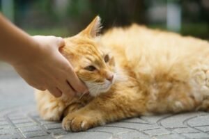 Effective Home Remedies to Stop Cats Pooping in Garden Without Harming Them